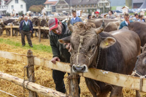 Appenzell, Appenzell Ausserrohden, Autumn, Fall, Herbst, Hundwil, Landwirtschaft, Schweiz, Sennen, Suisse, Switzerland, Tracht, Viehschau, Wirtschaft, tradition