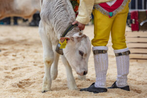 Appenzell, Appenzell Ausserrohden, Autumn, Fall, Herbst, Hundwil, Landwirtschaft, Schweiz, Sennen, Suisse, Switzerland, Tracht, Viehschau, Wirtschaft, tradition