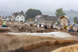 Appenzell, Appenzell Ausserrohden, Autumn, Fall, Herbst, Hundwil, Landwirtschaft, Schweiz, Sennen, Suisse, Switzerland, Tracht, Viehschau, Wirtschaft, tradition