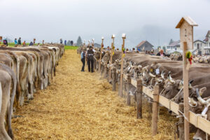 Appenzell, Appenzell Ausserrohden, Autumn, Fall, Herbst, Hundwil, Landwirtschaft, Schweiz, Sennen, Suisse, Switzerland, Tracht, Viehschau, Wirtschaft, tradition