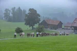 Appenzell, Appenzell Ausserrohden, Autumn, Fall, Herbst, Hundwil, Landwirtschaft, Schweiz, Sennen, Suisse, Switzerland, Tracht, Viehschau, Wirtschaft, tradition