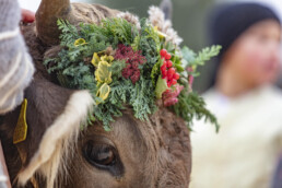 Appenzell, Appenzell Ausserrohden, Autumn, Fall, Herbst, Hundwil, Landwirtschaft, Schweiz, Sennen, Suisse, Switzerland, Tracht, Viehschau, Wirtschaft, tradition