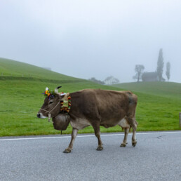 Appenzell, Appenzell Ausserrohden, Autumn, Fall, Herbst, Hundwil, Landwirtschaft, Schweiz, Sennen, Suisse, Switzerland, Tracht, Viehschau, Wirtschaft, tradition