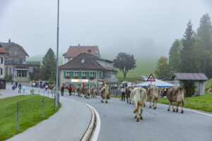 Appenzell, Appenzell Ausserrohden, Autumn, Fall, Herbst, Hundwil, Landwirtschaft, Schweiz, Sennen, Suisse, Switzerland, Tracht, Viehschau, Wirtschaft, tradition