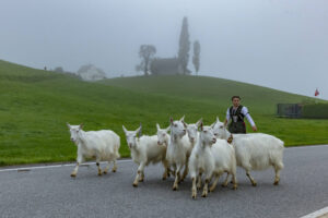 Appenzell, Appenzell Ausserrohden, Autumn, Fall, Herbst, Hundwil, Landwirtschaft, Schweiz, Sennen, Suisse, Switzerland, Tracht, Viehschau, Wirtschaft, tradition