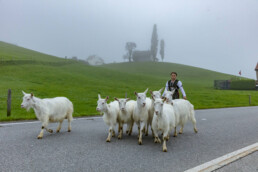 Appenzell, Appenzell Ausserrohden, Autumn, Fall, Herbst, Hundwil, Landwirtschaft, Schweiz, Sennen, Suisse, Switzerland, Tracht, Viehschau, Wirtschaft, tradition