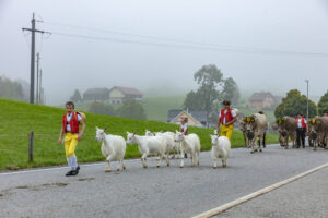 Appenzell, Appenzell Ausserrohden, Autumn, Fall, Herbst, Hundwil, Landwirtschaft, Schweiz, Sennen, Suisse, Switzerland, Tracht, Viehschau, Wirtschaft, tradition