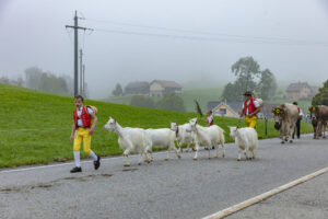 Appenzell, Appenzell Ausserrohden, Autumn, Fall, Herbst, Hundwil, Landwirtschaft, Schweiz, Sennen, Suisse, Switzerland, Tracht, Viehschau, Wirtschaft, tradition