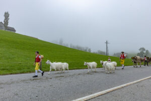 Appenzell, Appenzell Ausserrohden, Autumn, Fall, Herbst, Hundwil, Landwirtschaft, Schweiz, Sennen, Suisse, Switzerland, Tracht, Viehschau, Wirtschaft, tradition