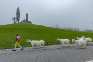 Appenzell, Appenzell Ausserrohden, Autumn, Fall, Herbst, Hundwil, Landwirtschaft, Schweiz, Sennen, Suisse, Switzerland, Tracht, Viehschau, Wirtschaft, tradition