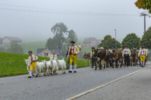 Appenzell, Appenzell Ausserrohden, Autumn, Fall, Herbst, Hundwil, Landwirtschaft, Schweiz, Sennen, Suisse, Switzerland, Tracht, Viehschau, Wirtschaft, tradition