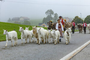 Appenzell, Appenzell Ausserrohden, Autumn, Fall, Herbst, Hundwil, Landwirtschaft, Schweiz, Sennen, Suisse, Switzerland, Tracht, Viehschau, Wirtschaft, tradition