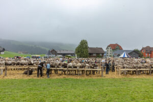 Appenzell, Appenzell Ausserrohden, Autumn, Fall, Herbst, Hundwil, Landwirtschaft, Schweiz, Sennen, Suisse, Switzerland, Tracht, Viehschau, Wirtschaft, tradition