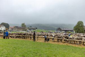 Appenzell, Appenzell Ausserrohden, Autumn, Fall, Herbst, Hundwil, Landwirtschaft, Schweiz, Sennen, Suisse, Switzerland, Tracht, Viehschau, Wirtschaft, tradition