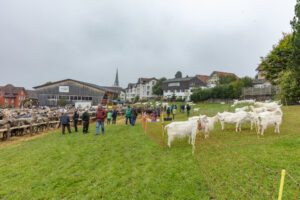 Appenzell, Appenzell Ausserrohden, Autumn, Fall, Herbst, Hundwil, Landwirtschaft, Schweiz, Sennen, Suisse, Switzerland, Tracht, Viehschau, Wirtschaft, tradition