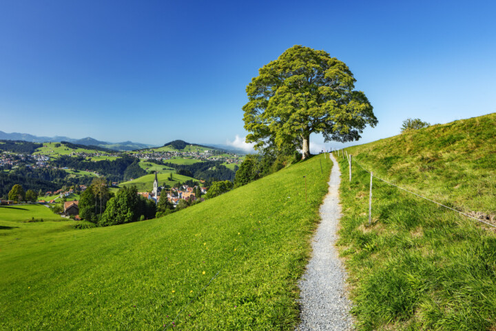 Appenzell, Appenzell Ausserrohden, Appenzeller Vorderland, Autumn, Baum, Bäume, Fall, Herbst, Ostschweiz, Rehetobel, Schweiz, Suisse, Switzerland, Tree, Trees, Verkehr, Wald, Wanderweg, Weg