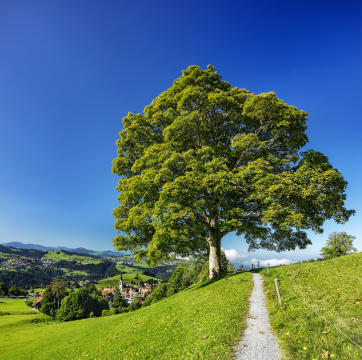 Appenzell, Appenzell Ausserrohden, Appenzeller Vorderland, Autumn, Baum, Bäume, Fall, Herbst, Ostschweiz, Rehetobel, Schweiz, Suisse, Switzerland, Tree, Trees, Verkehr, Wald, Wanderweg, Weg