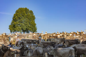 Appenzell, Appenzell Ausserrohden, Schweiz, Schwellbrunn, Sennen, Suisse, Switzerland, Tracht, Viehschau, tradition
