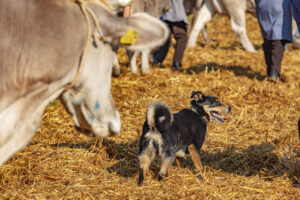 Appenzell, Appenzell Ausserrohden, Schweiz, Schwellbrunn, Sennen, Suisse, Switzerland, Tracht, Viehschau, tradition