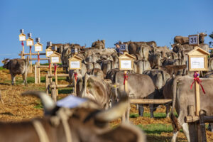 Appenzell, Appenzell Ausserrohden, Schweiz, Schwellbrunn, Sennen, Suisse, Switzerland, Tracht, Viehschau, tradition