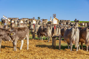 Appenzell, Appenzell Ausserrohden, Schweiz, Schwellbrunn, Sennen, Suisse, Switzerland, Tracht, Viehschau, tradition