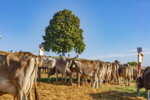 Appenzell, Appenzell Ausserrohden, Schweiz, Schwellbrunn, Sennen, Suisse, Switzerland, Tracht, Viehschau, tradition