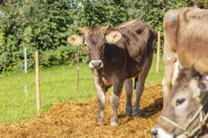 Appenzell, Appenzell Ausserrohden, Schweiz, Schwellbrunn, Sennen, Suisse, Switzerland, Tracht, Viehschau, tradition