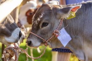 Appenzell, Appenzell Ausserrohden, Schweiz, Schwellbrunn, Sennen, Suisse, Switzerland, Tracht, Viehschau, tradition