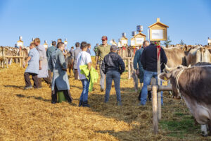 Appenzell, Appenzell Ausserrohden, Schweiz, Schwellbrunn, Sennen, Suisse, Switzerland, Tracht, Viehschau, tradition