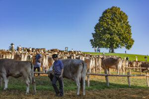 Appenzell, Appenzell Ausserrohden, Schweiz, Schwellbrunn, Sennen, Suisse, Switzerland, Tracht, Viehschau, tradition
