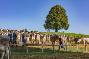 Appenzell, Appenzell Ausserrohden, Schweiz, Schwellbrunn, Sennen, Suisse, Switzerland, Tracht, Viehschau, tradition