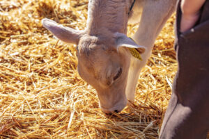 Appenzell, Appenzell Ausserrohden, Schweiz, Schwellbrunn, Sennen, Suisse, Switzerland, Tracht, Viehschau, tradition