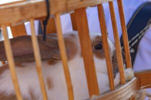 Appenzell, Appenzell Ausserrohden, Schweiz, Schwellbrunn, Sennen, Suisse, Switzerland, Tracht, Viehschau, tradition