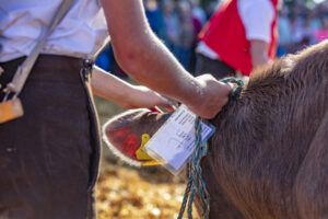 Appenzell, Appenzell Ausserrohden, Schweiz, Schwellbrunn, Sennen, Suisse, Switzerland, Tracht, Viehschau, tradition