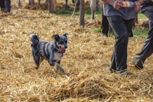 Appenzell, Appenzell Ausserrohden, Schweiz, Schwellbrunn, Sennen, Suisse, Switzerland, Tracht, Viehschau, tradition