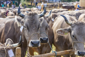 Appenzell, Appenzell Ausserrohden, Schweiz, Schwellbrunn, Sennen, Suisse, Switzerland, Tracht, Viehschau, tradition