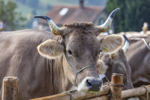 Appenzell, Appenzell Ausserrohden, Schweiz, Schwellbrunn, Sennen, Suisse, Switzerland, Tracht, Viehschau, tradition
