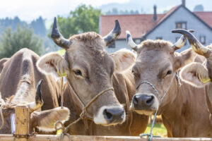 Appenzell, Appenzell Ausserrohden, Schweiz, Schwellbrunn, Sennen, Suisse, Switzerland, Tracht, Viehschau, tradition