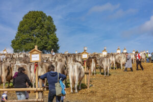 Appenzell, Appenzell Ausserrohden, Schweiz, Schwellbrunn, Sennen, Suisse, Switzerland, Tracht, Viehschau, tradition