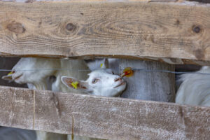 Appenzell, Appenzell Ausserrohden, Schweiz, Schwellbrunn, Sennen, Suisse, Switzerland, Tracht, Viehschau, tradition