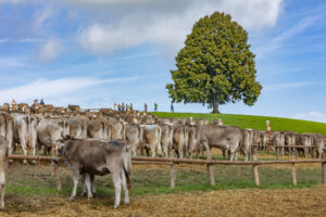 Appenzell, Appenzell Ausserrohden, Schweiz, Schwellbrunn, Sennen, Suisse, Switzerland, Tracht, Viehschau, tradition