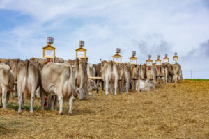 Appenzell, Appenzell Ausserrohden, Schweiz, Schwellbrunn, Sennen, Suisse, Switzerland, Tracht, Viehschau, tradition