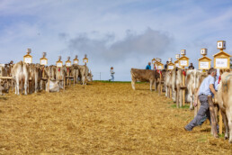 Appenzell, Appenzell Ausserrohden, Schweiz, Schwellbrunn, Sennen, Suisse, Switzerland, Tracht, Viehschau, tradition