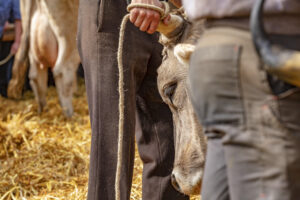 Appenzell, Appenzell Ausserrohden, Schweiz, Schwellbrunn, Sennen, Suisse, Switzerland, Tracht, Viehschau, tradition