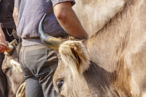 Appenzell, Appenzell Ausserrohden, Schweiz, Schwellbrunn, Sennen, Suisse, Switzerland, Tracht, Viehschau, tradition