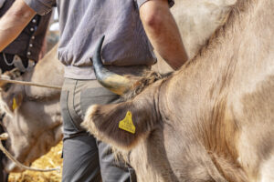 Appenzell, Appenzell Ausserrohden, Schweiz, Schwellbrunn, Sennen, Suisse, Switzerland, Tracht, Viehschau, tradition