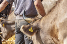 Appenzell, Appenzell Ausserrohden, Schweiz, Schwellbrunn, Sennen, Suisse, Switzerland, Tracht, Viehschau, tradition