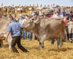 Appenzell, Appenzell Ausserrohden, Schweiz, Schwellbrunn, Sennen, Suisse, Switzerland, Tracht, Viehschau, tradition