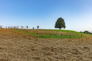 Appenzell, Appenzell Ausserrohden, Schweiz, Schwellbrunn, Sennen, Suisse, Switzerland, Tracht, Viehschau, tradition