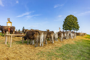 Appenzell, Appenzell Ausserrohden, Schweiz, Schwellbrunn, Sennen, Suisse, Switzerland, Tracht, Viehschau, tradition